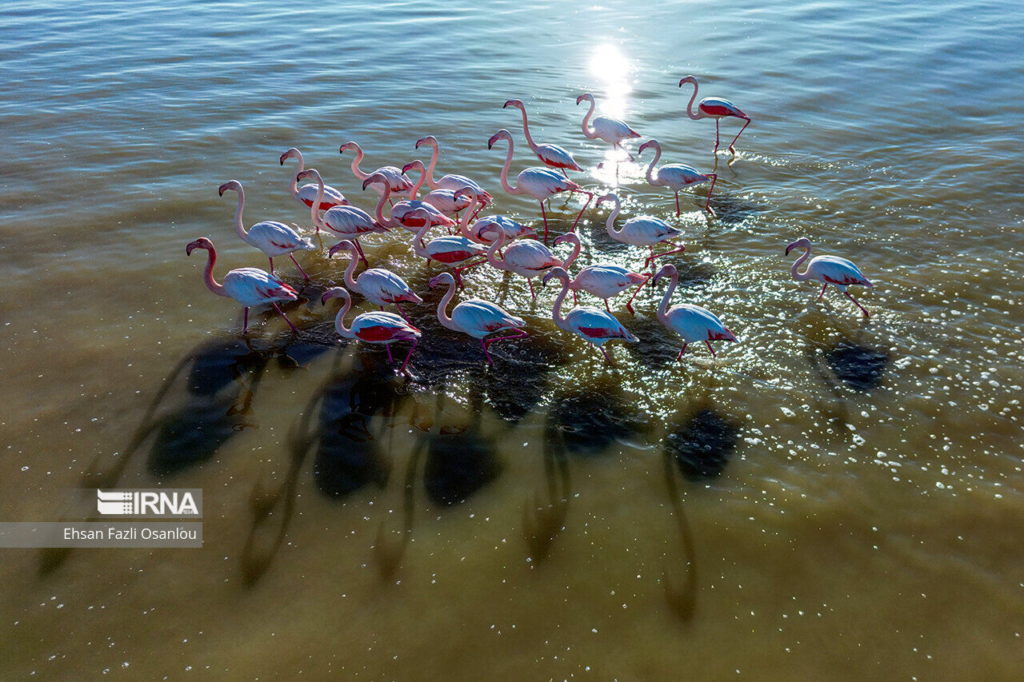 Flamingo berhijrah di utara Iran