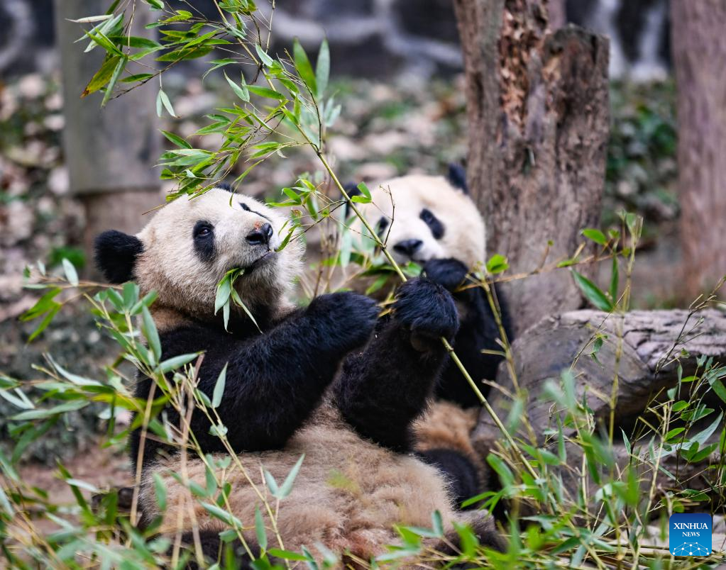 Panda gergasi sedang berseronok di pangkalan pembiakan di Sichuan