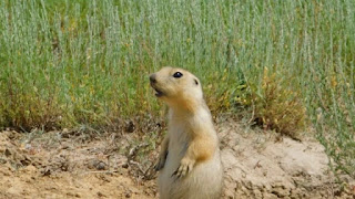 Gophers keluar dari hibernasi di rizab semulajadi Naurzum, tanda permulaan musim bunga