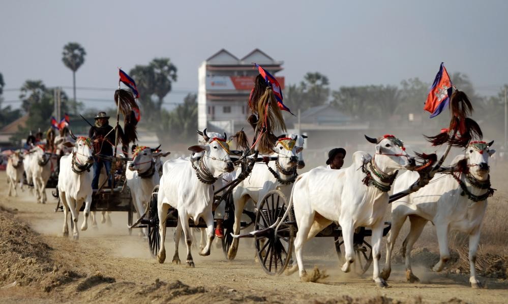 Lumba kereta lembu, kebangkitan tradisi berabad-abad lamanya di Kemboja