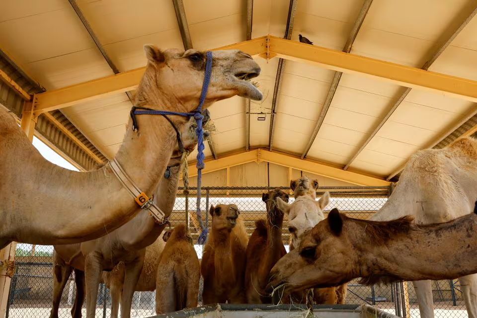 Pengklonan unta Dubai penuhi keperluan perlumbaan, pertandingan ratu cantik