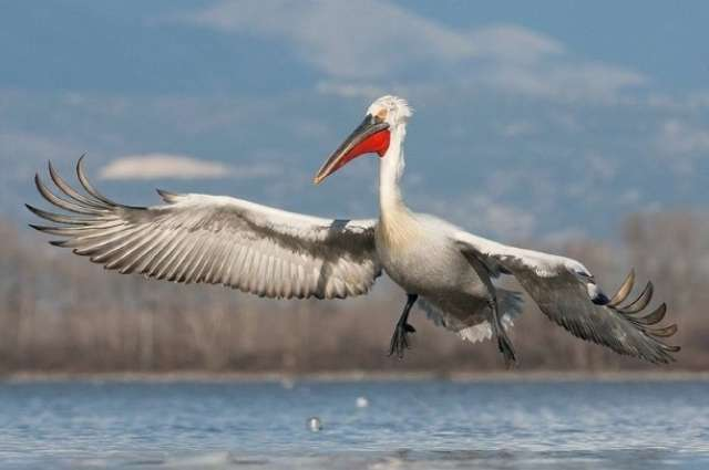 Akzhayik syurga burung, destinasi popular pelancong