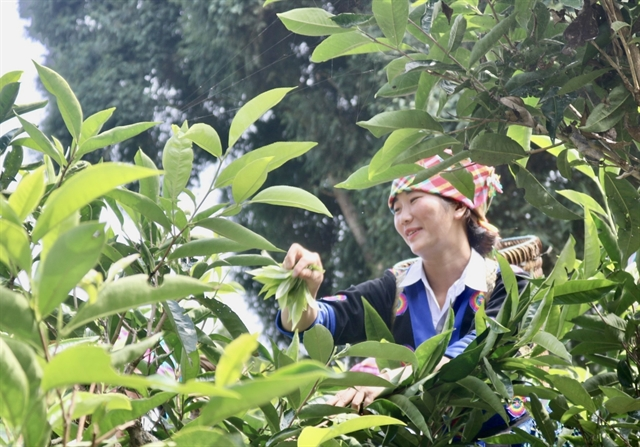 Festival hormati pokok teh purba di Wilayah Yen Bai